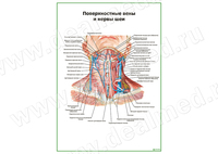 Поверхностные вены и нервы шеи плакат матовый/ламинированный А1/А2