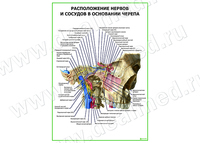 Верхнечелюстная артерия плакат матовый/ламинированный А1/А2