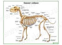 Скелет собаки плакат матовый/ламинированный А1/А2