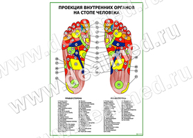 Проекция внутренних органов на стопе человека плакат матовый/ламинированный А1/А2