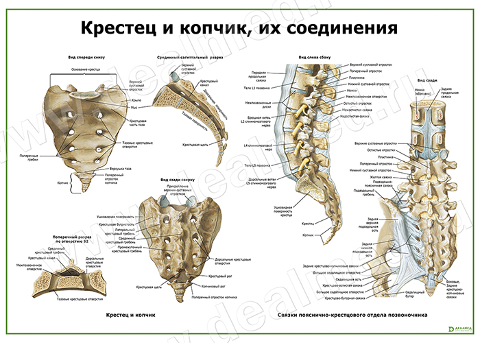 Крестец и копчик, их соединения, плакат матовый/ламинированный А1/А2 .