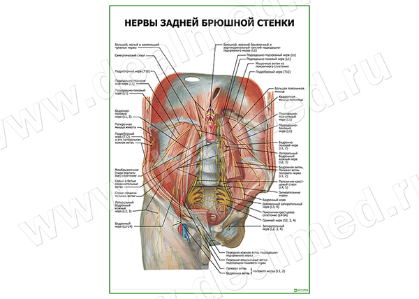 Нервы задней брюшной стенки плакат матовый/ламинированный А1/А2