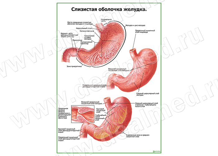 Слизистая оболочка желудка плакат матовый/ламинированный А1/А2