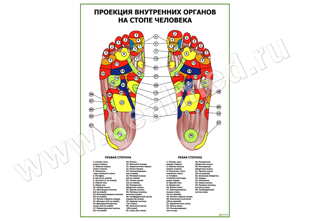Проекция внутренних органов на стопе человека плакат матовый/ламинированный А1/А2