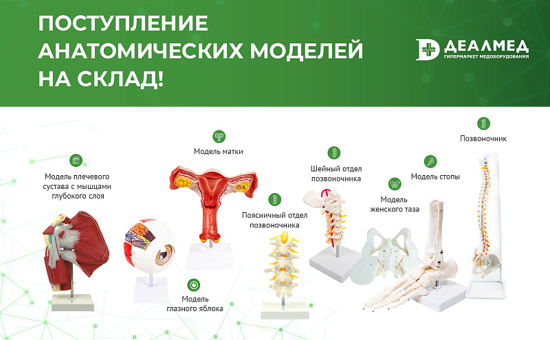 Поступление анатомических моделей на склад!
