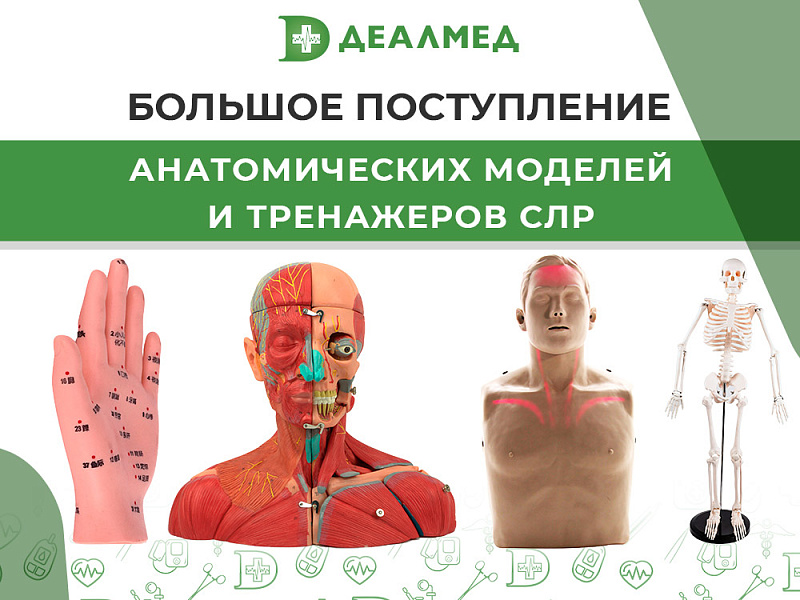 Большое поступление тренажеров и анатомических моделей на склад!