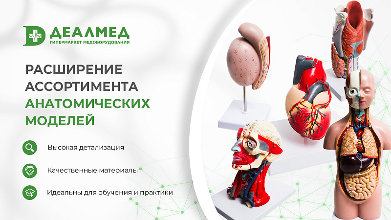 Новый ассортимент анатомических моделей в наличии!