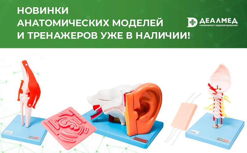 Новинки анатомических моделей и тренажеров уже в наличии!