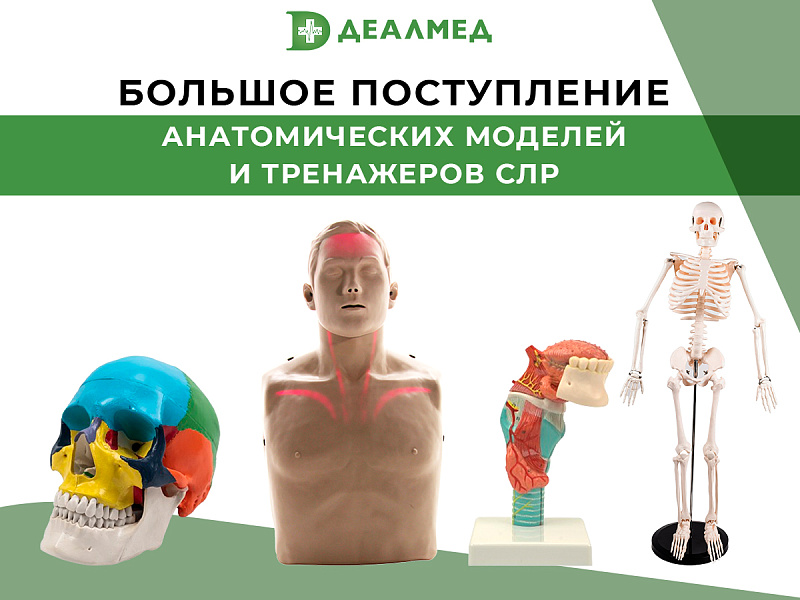 Большое поступление анатомических моделей и тренажеров на склад!