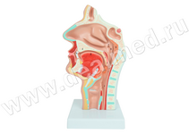 Анатомическая модель носовая полость и полость рта в сагиттальном разрезе