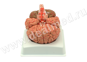Анатомическая модель мозга человека с артериями и нервами