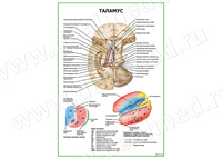 Таламус плакат матовый/ламинированный А1/А2