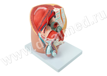Анатомическая модель срединного сагиттального разреза мужского таза, 4 части