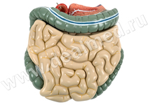 Анатомическая модель тощей, подвздошной и толстой кишки