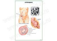 Аппендикс плакат матовый/ламинированный А1/А2