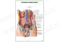 Артерии и вены яичек плакат матовый/ламинированный А1/А2