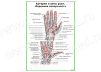 Артерии и вены руки. Ладонная поверхность плакат матовый/ламинированный А1/А2