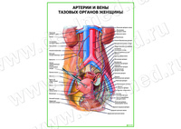 Артерии и вены тазовых органов женщины плакат матовый/ламинированный А1/А2