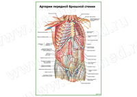 Артерии передней брюшной стенки плакат матовый/ламинированный А1/А2