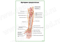 Артерии предплечья плакат матовый/ламинированный А1/А2