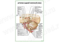 Артерии задней черепной ямки плакат матовый/ламинированный А1/А2