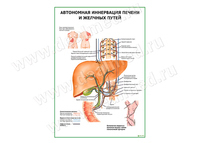 Автономная иннервация печени и желчных путей плакат матовый/ламинированный А1/А2