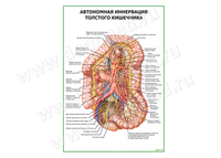 Автономная иннервация толстого кишечника плакат матовый/ламинированный А1/А2