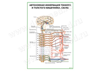 Автономная иннервация тонкого и толстого кишечника. Схема 2, плакат матовый/ламинированный А1/А2