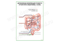Автономная иннервация тонкого и толстого кишечника. Схема, плакат матовый/ламинированный А1/А2