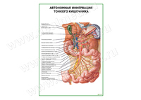 Автономная иннервация тонкого кишечника плакат матовый/ламинированный А1/А2