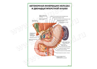 Автономная иннервация желудка плакат матовый/ламинированный А1/А2
