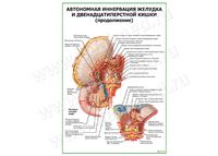 Автономная иннервация желудка продолжение плакат матовый/ламинированный А1/А2