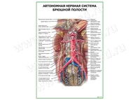 Автономная нервная система брюшной полости плакат матовый/ламинированный А1/А2