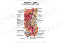 Брюшная стенка и внутренние органы плакат матовый/ламинированный А1/А2