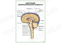 Циркуляция цереброспинальной жидкости плакат матовый/ламинированный А1/А2