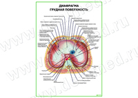 Диафрагма. Грудная поверхность плакат матовый/ламинированный А1/А2