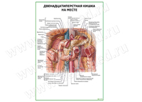 Двенадцатиперстная кишка. Расположение плакат матовый/ламинированный A1/A2