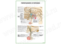 Гипоталамус и гипофиз плакат матовый/ламинированный А1/А2
