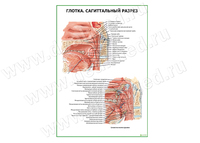 Глотка. Сагиттальный разрез плакат матовый/ламинированный А1/А2