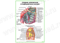 Грудная ключичная и подмышечная фасции плакат матовый/ламинированный А1/А2