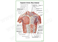 Грудная стенка. Вид спереди плакат матовый/ламинированный А1/А2