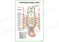 Иннервация сердца. Схема плакат матовый/ламинированный А1/А2