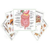 Комплект плакатов для кабинета гастроэнтеролога матовый/ламинированный А1/А2
