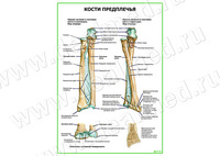 Кости предплечья плакат матовый/ламинированный А1/А2