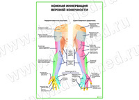 Кожная иннервация верхней конечности плакат матовый/ламинированный А1/А2