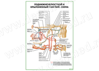 Крылонебный поднижнечелюстной ганглий. Схема плакат матовый/ламинированный А1/А2