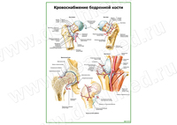 Кровоснабжение бедренной кости плакат матовый/ламинированный А1/А2