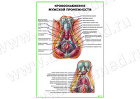 Кровоснабжение мужской промежности плакат матовый/ламинированный А1/А2