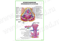 Кровоснабжение промежности и матки плакат матовый/ламинированный А1/А2