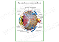 Кровоснабжение глазного яблока плакат матовый/ламинированный А1/А2